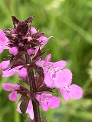 Stachys agraria