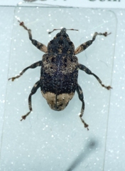 Cryptorhynchus lapathi