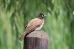 Pycnonotus nigricans