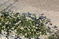 Heliotropium halacsyi