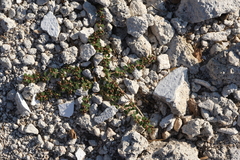 Euphorbia chamaesyce