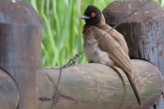 Pycnonotus nigricans