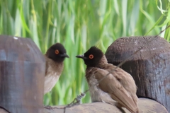 Pycnonotus nigricans