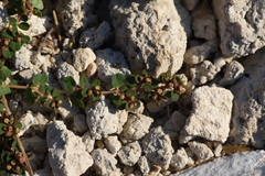 Euphorbia chamaesyce
