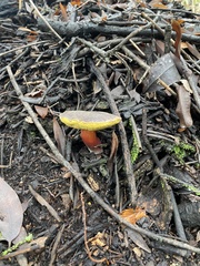 Xerocomellus mendocinensis