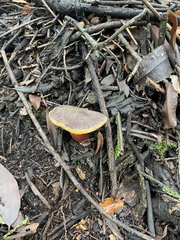 Xerocomellus mendocinensis