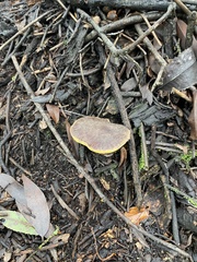 Xerocomellus mendocinensis