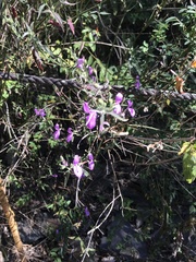 Hypoestes cumingiana