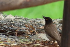 Pycnonotus nigricans