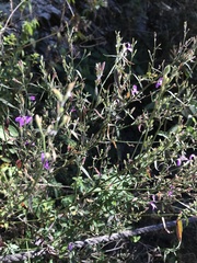 Hypoestes cumingiana