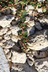 Euphorbia chamaesyce