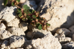 Euphorbia chamaesyce