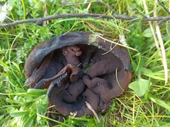 Phylloscypha phyllogena