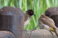 Pycnonotus nigricans