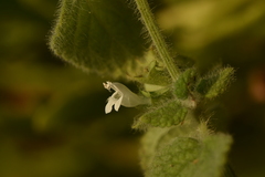 Melissa officinalis altissima
