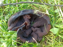 Phylloscypha phyllogena