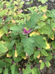 Chenopodium formosanum