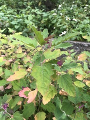 Chenopodium formosanum