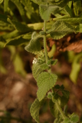 Melissa officinalis altissima