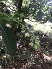 Trichodesma calycosum