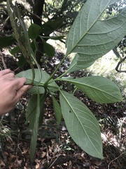 Trichodesma calycosum