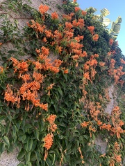 Pyrostegia