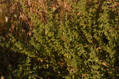 Melissa officinalis altissima