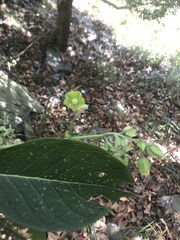 Trichodesma calycosum
