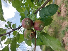 Malus domestica
