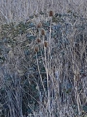 Dipsacus fullonum