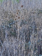 Dipsacus fullonum