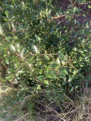 Ximenia americana
