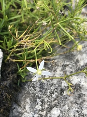 Moehringia muscosa