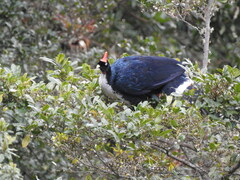 Oreophasis derbianus