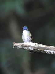 Saucerottia cyanocephala