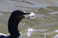 Siluriformes