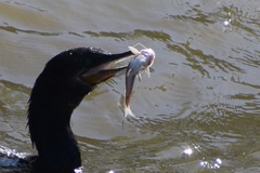 Siluriformes