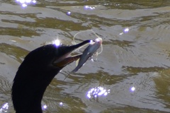 Siluriformes