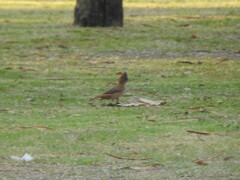 Pseudoseisura lophotes