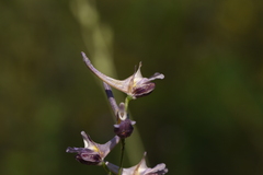 Delphinium peregrinum