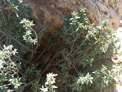 Thymus vulgaris