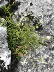 Moehringia muscosa