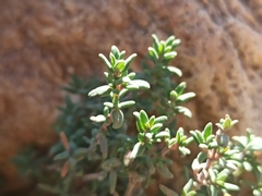 Thymus vulgaris