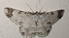 Epimecis