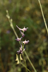 Delphinium peregrinum