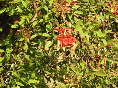 Erythrina crista-galli