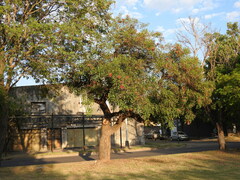 Erythrina crista-galli