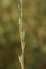Delphinium peregrinum