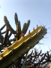 Myrtillocactus
