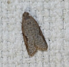 Meritastis piperata